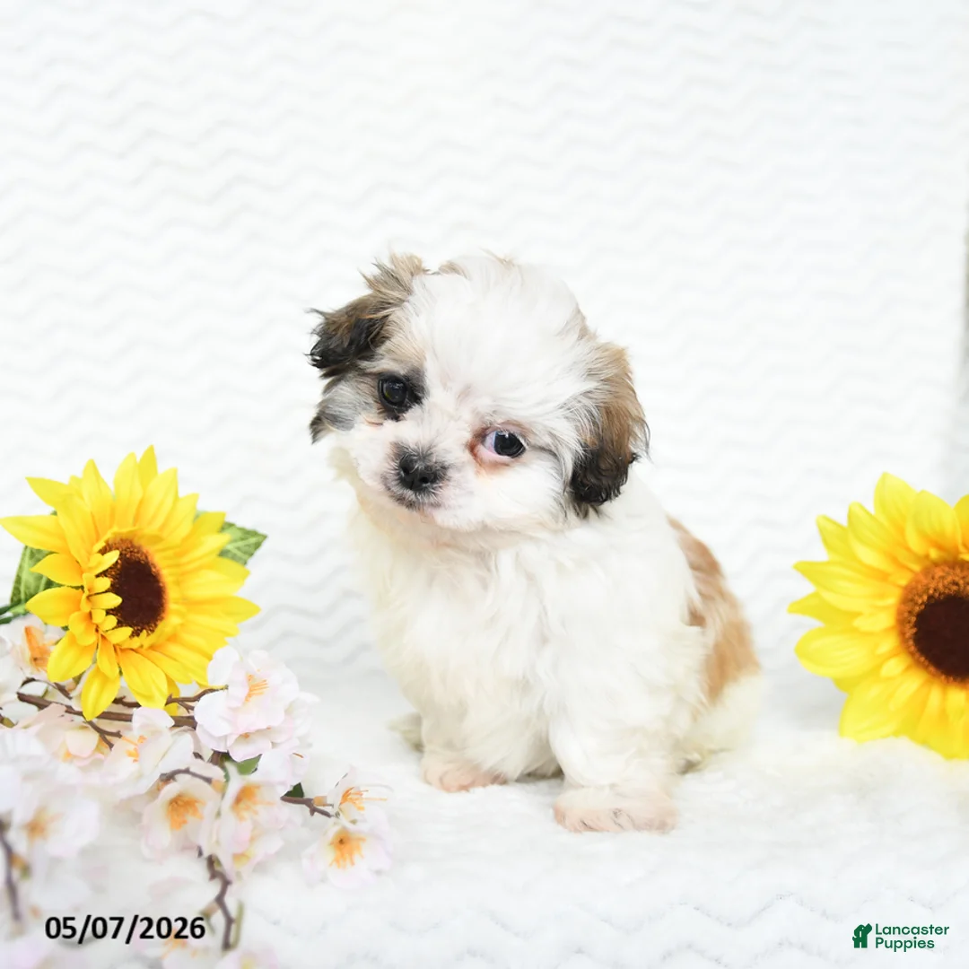 Malshi dogs for sale: Blake - Ad 2