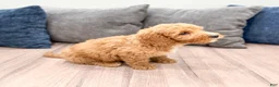 Miniature Labradoodle dogs for sale: Kent - Ad 4