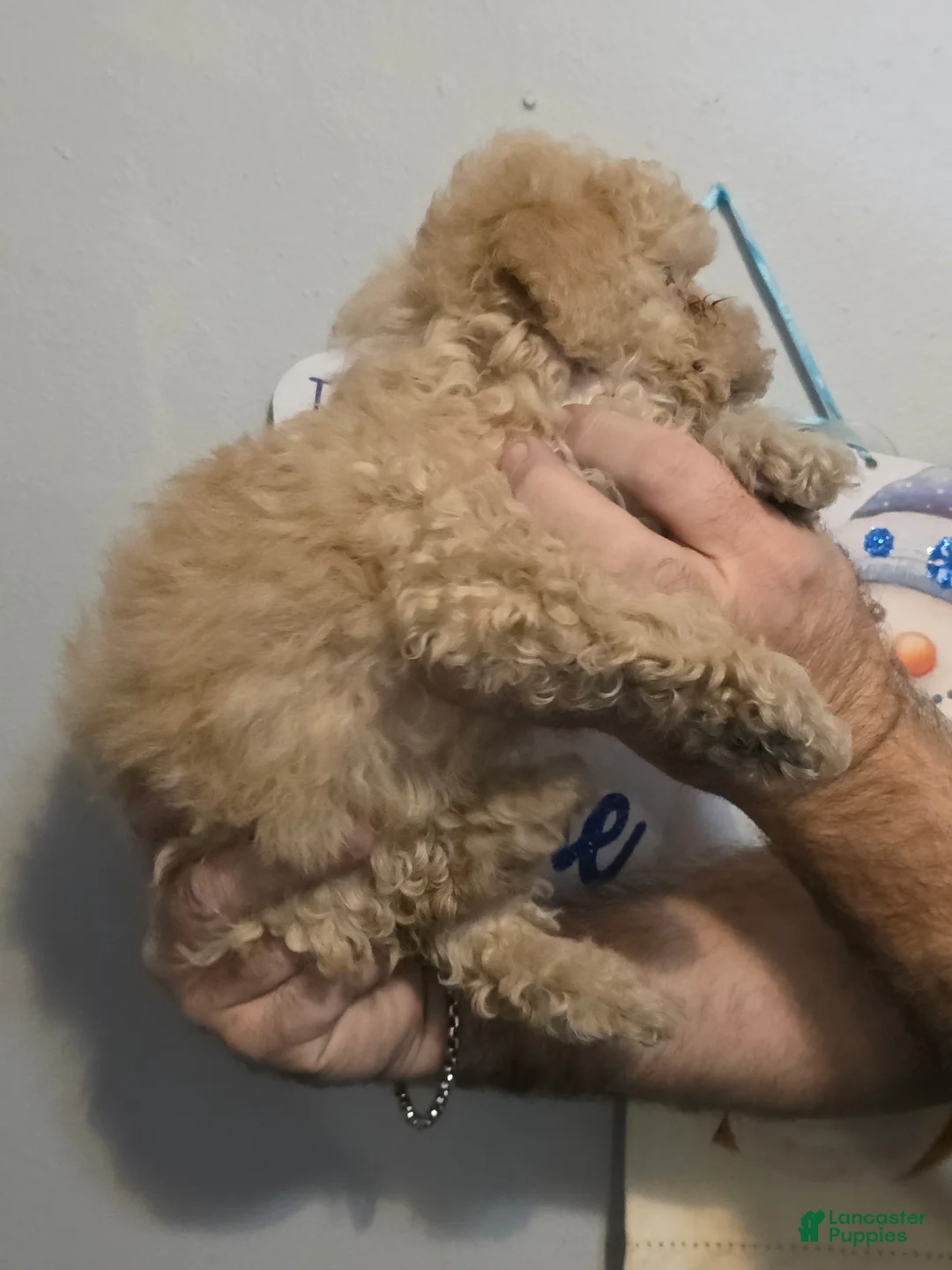 Maltipoo dogs for sale: Max - Ad 3