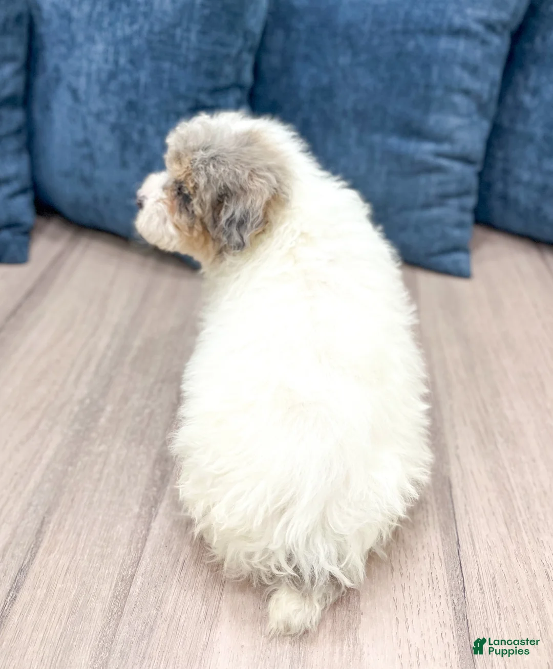 Miniature Poodle dogs for sale: Biscuit - Ad 5