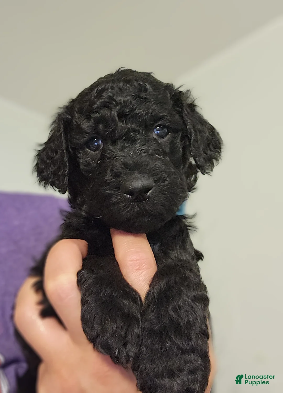 Standard Poodle dogs for sale: Blue - Ad 2