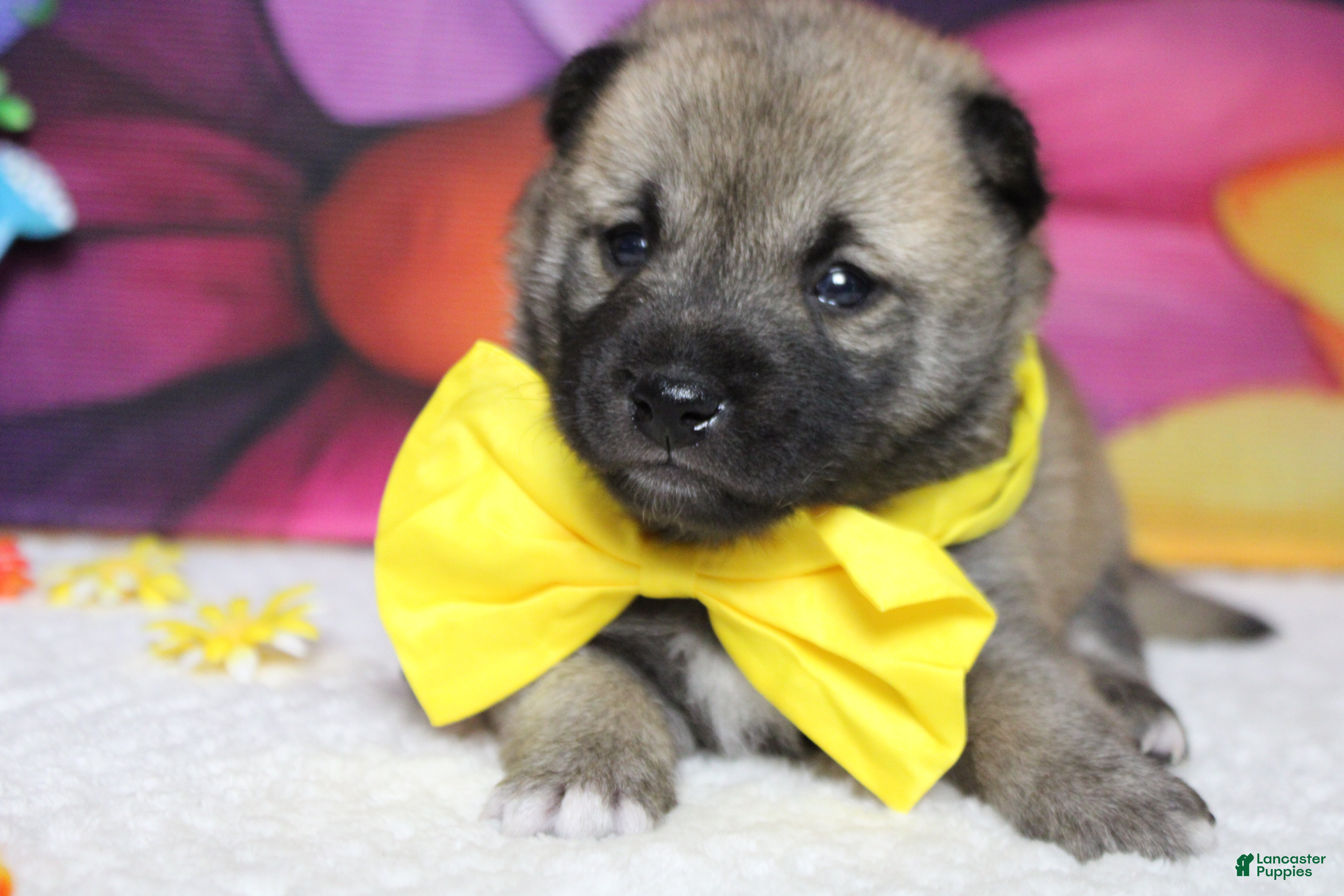 Shiba Inu dogs Jagger  - Ad 29