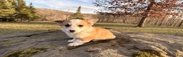 Welsh Corgi Pembroke dogs for sale: Tucker - Ad 7