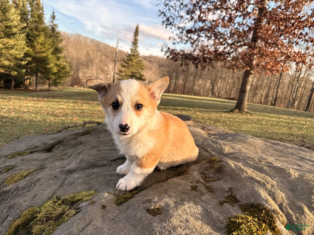 Welsh Corgi Pembroke dogs for sale: Tucker - Ad 7