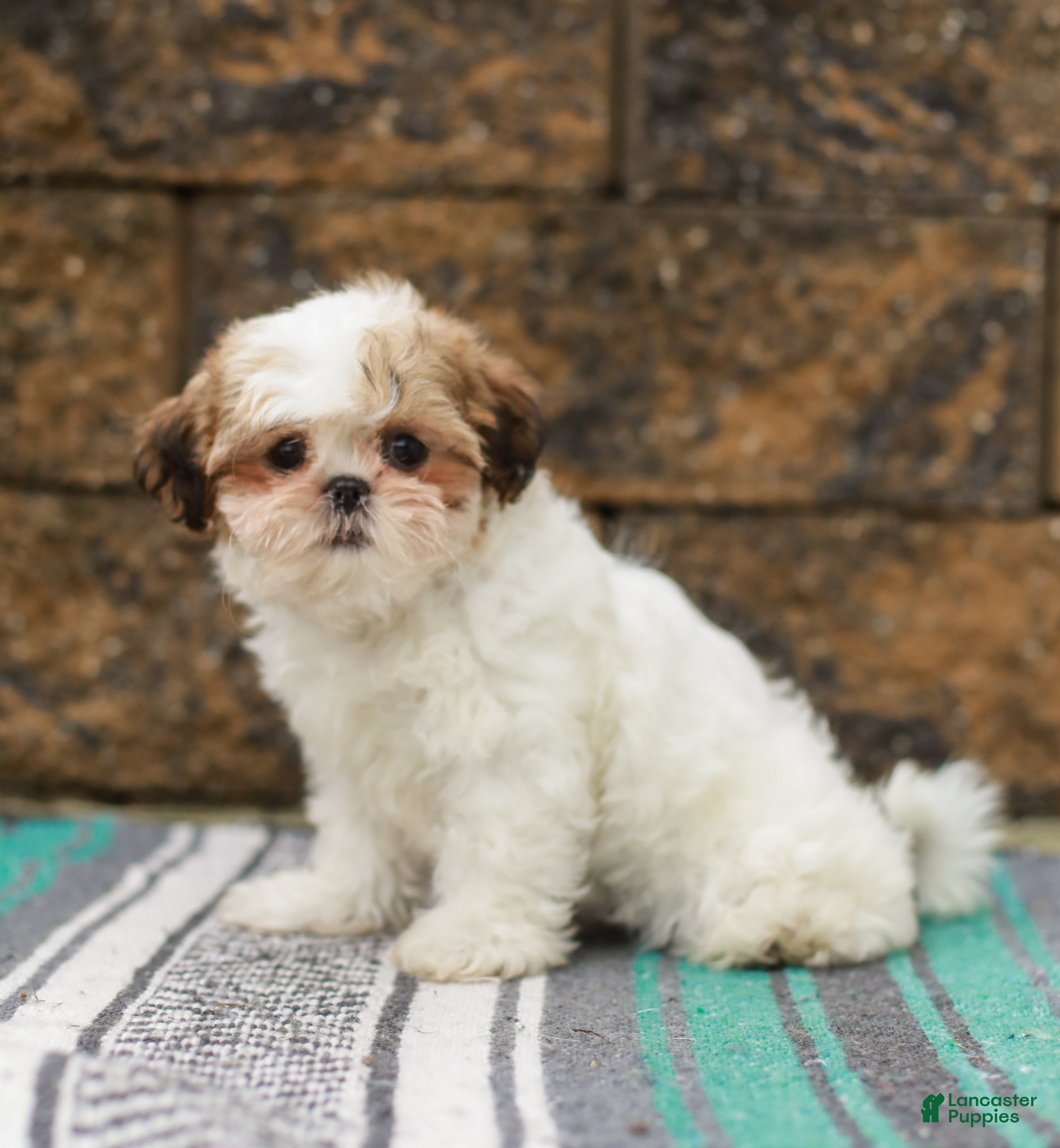 Shih Tzu dogs Bambi (Raised in Home, Crate Trained & Potty Training!) - Ad 2