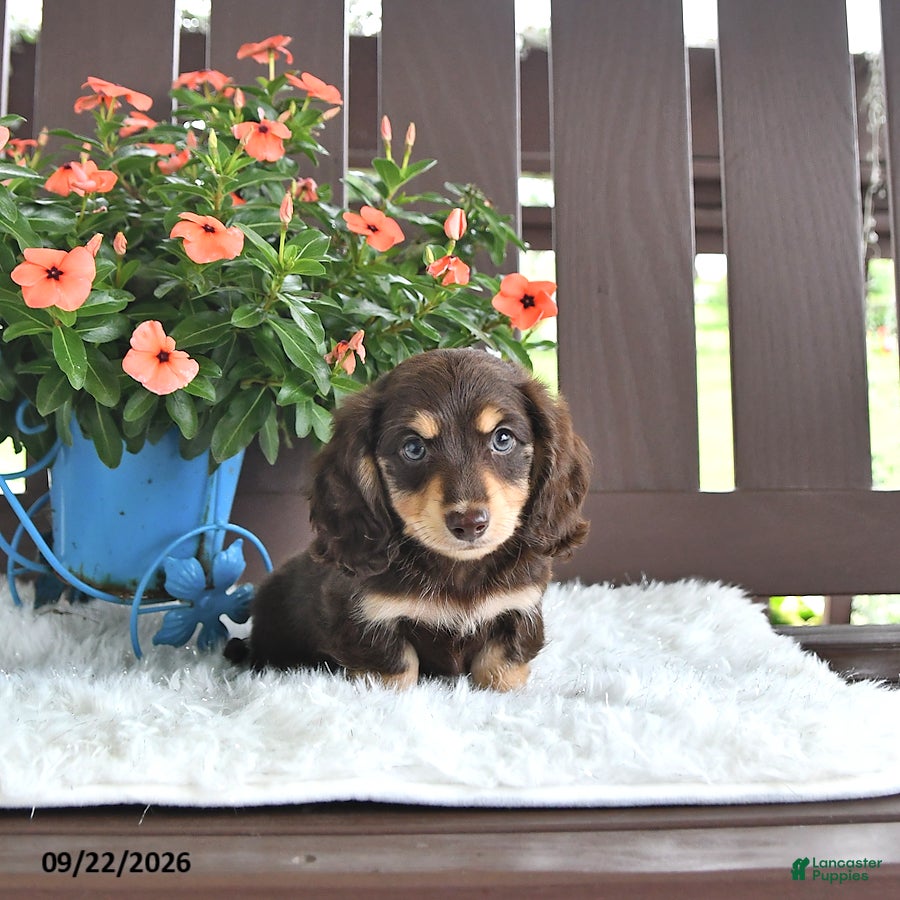 Miniature Dachshund dogs Kase - Ad 2