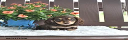 Miniature Dachshund dogs for sale: Kase - Ad 2