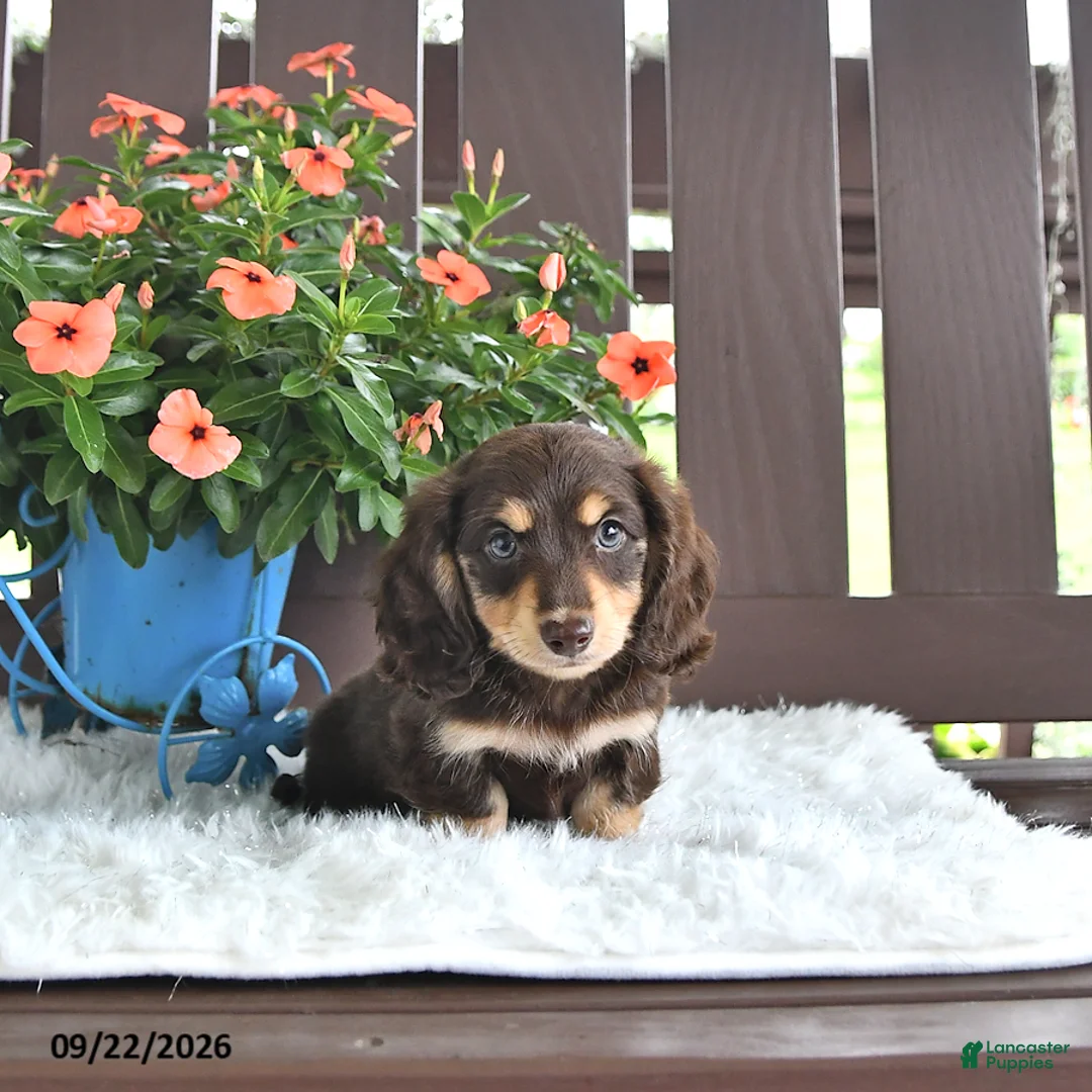 Miniature Dachshund dogs for sale: Kase - Ad 2