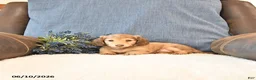 Miniature Dachshund dogs for sale: Sadie - Ad 1