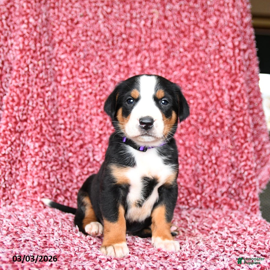Greater Swiss Mountain Dog dogs Jasmine - Ad 1