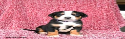Greater Swiss Mountain Dog dogs for sale: Jasmine - Ad 1