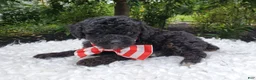 Toy Poodle dogs for sale: Bingo - Ad 3