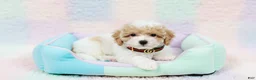 Maltipoo dogs for sale: GUCCI - Ad 4