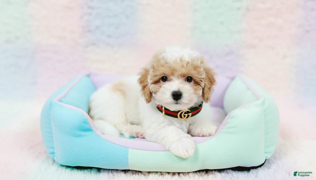Maltipoo dogs for sale: GUCCI - Ad 4