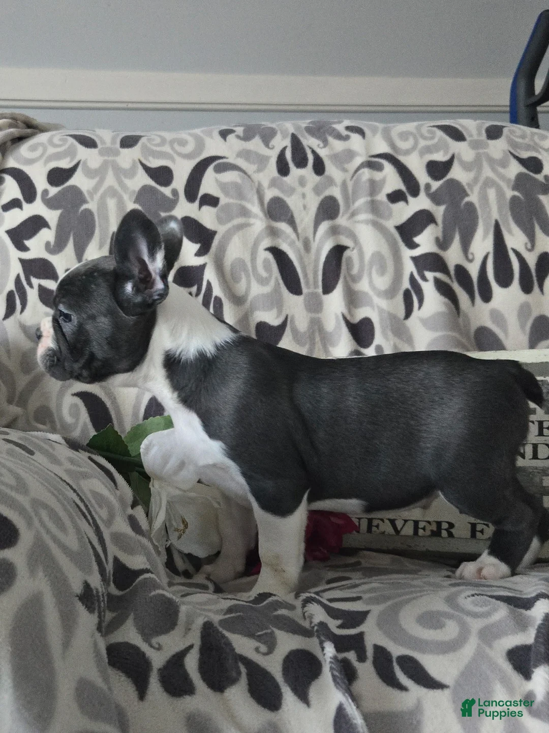 Frenchton dogs for sale: Yoko - Ad 5