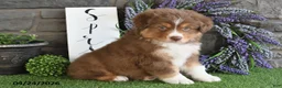 Australian Shepherd dogs for sale: Cody - Ad 4