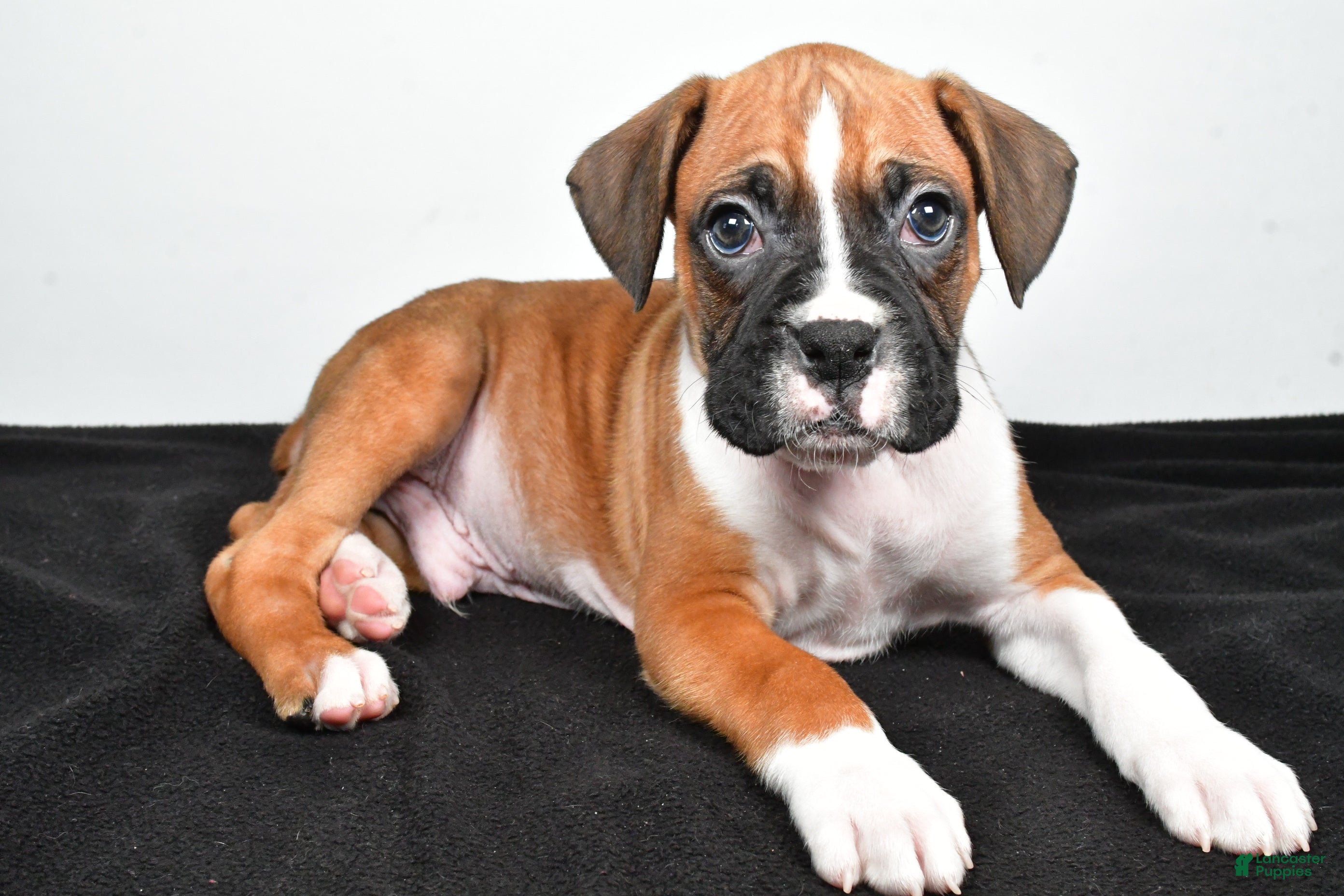 Boxer dogs Tyler - Ad 1
