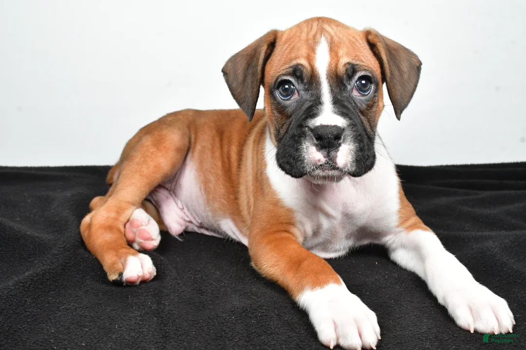 Boxer dogs for sale: Tyler - Ad 1
