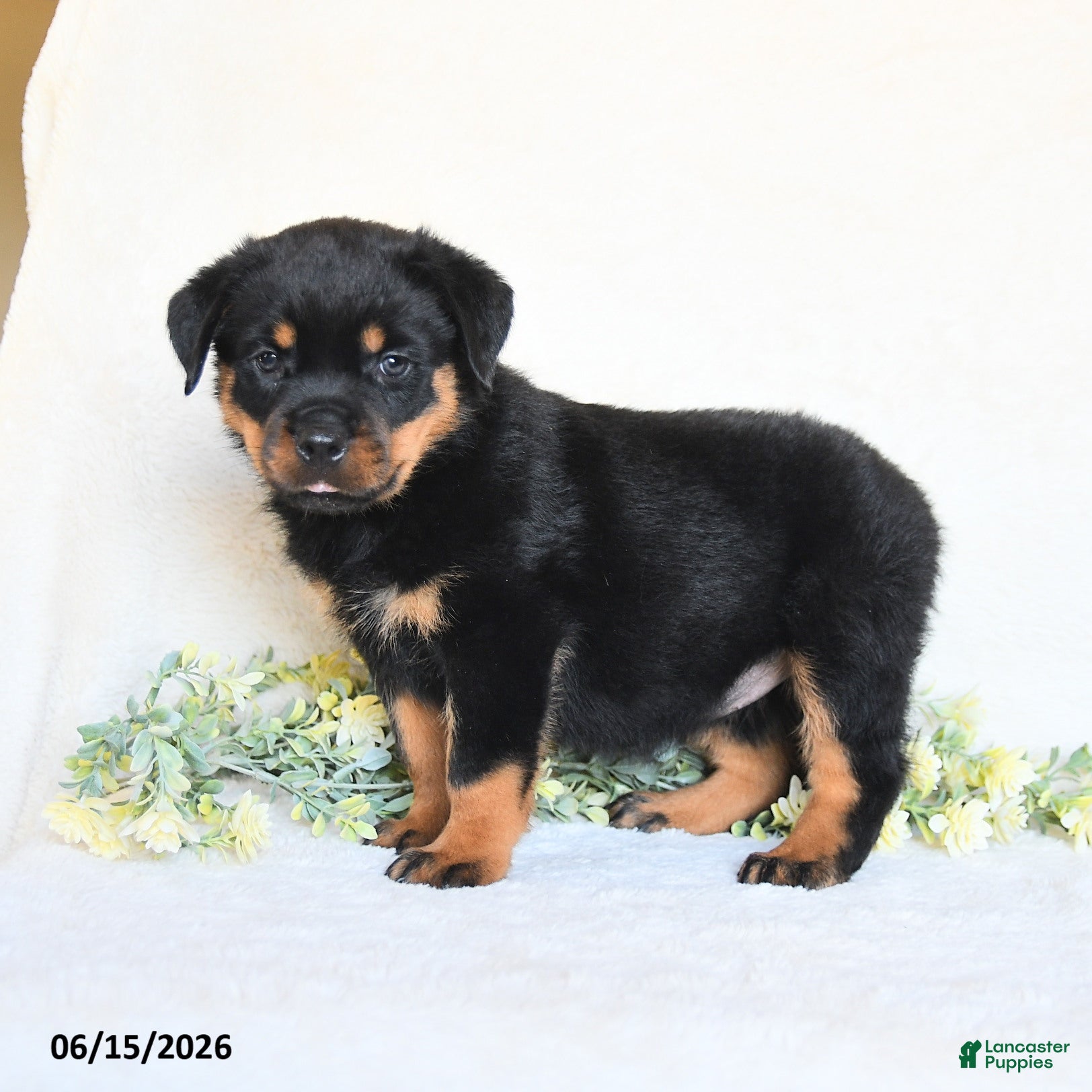 Rottweiler dogs Abby - Ad 1
