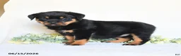 Rottweiler dogs for sale: Abby - Ad 1