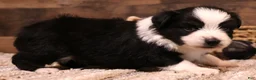 Toy Australian Shepherd dogs for sale: Carrie black-tri Toy Aussie female w/ beautiful white collar & bib - Ad 2