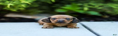 Mikey Miniature Dachshund 