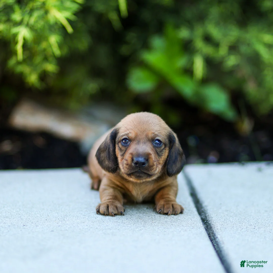 Miniature Dachshund dogs for sale: Mikey Miniature Dachshund  - Ad 1