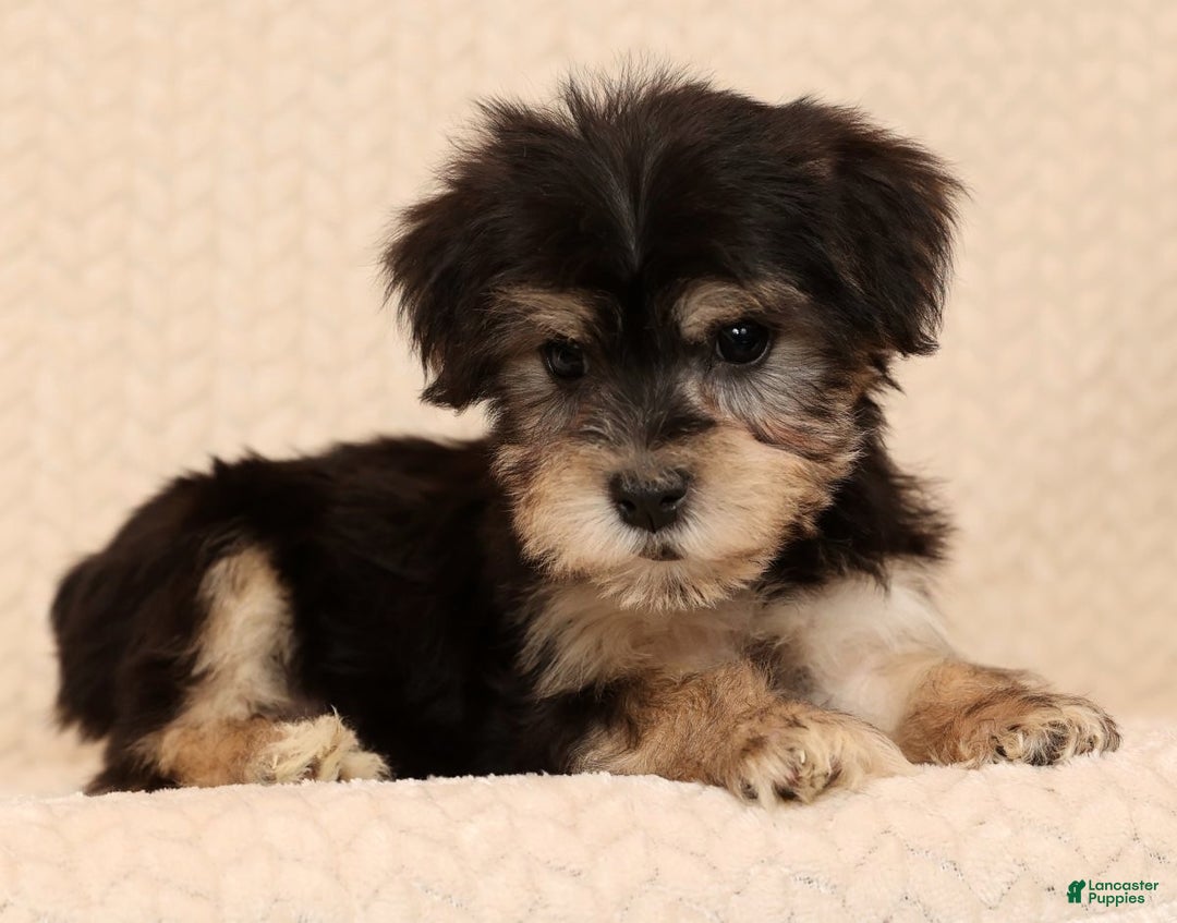 Yochon dogs for sale: Heidi - Ad 3