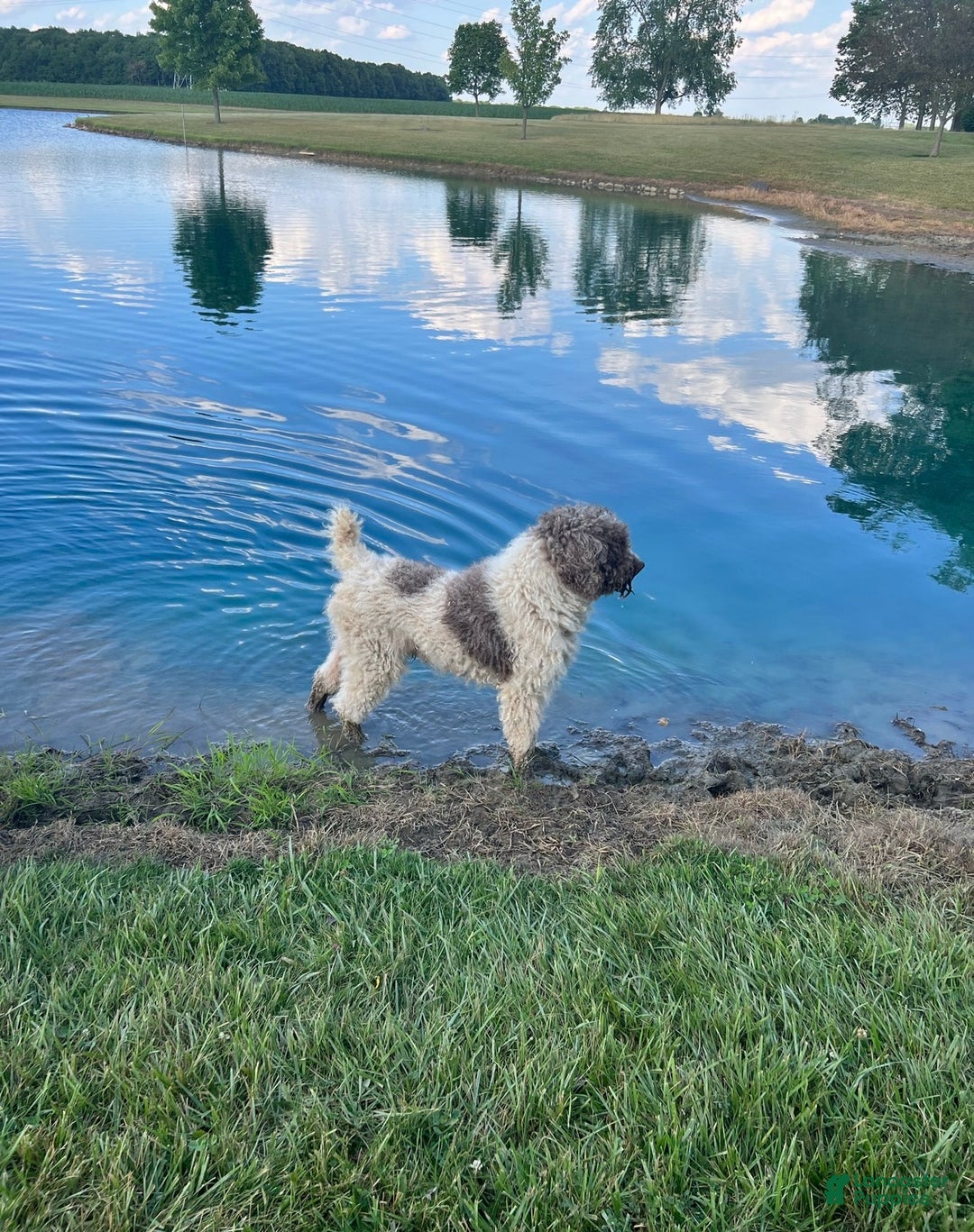 Goldendoodle dogs for sale: Marie - Ad 9