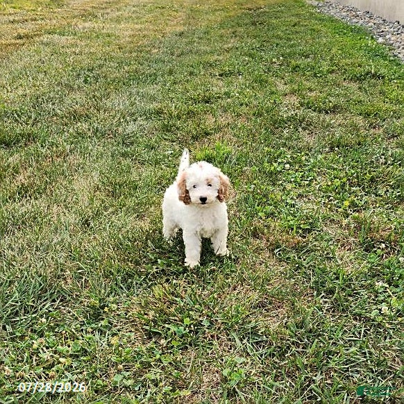 Mini Goldendoodle dogs Hanna - Ad 1