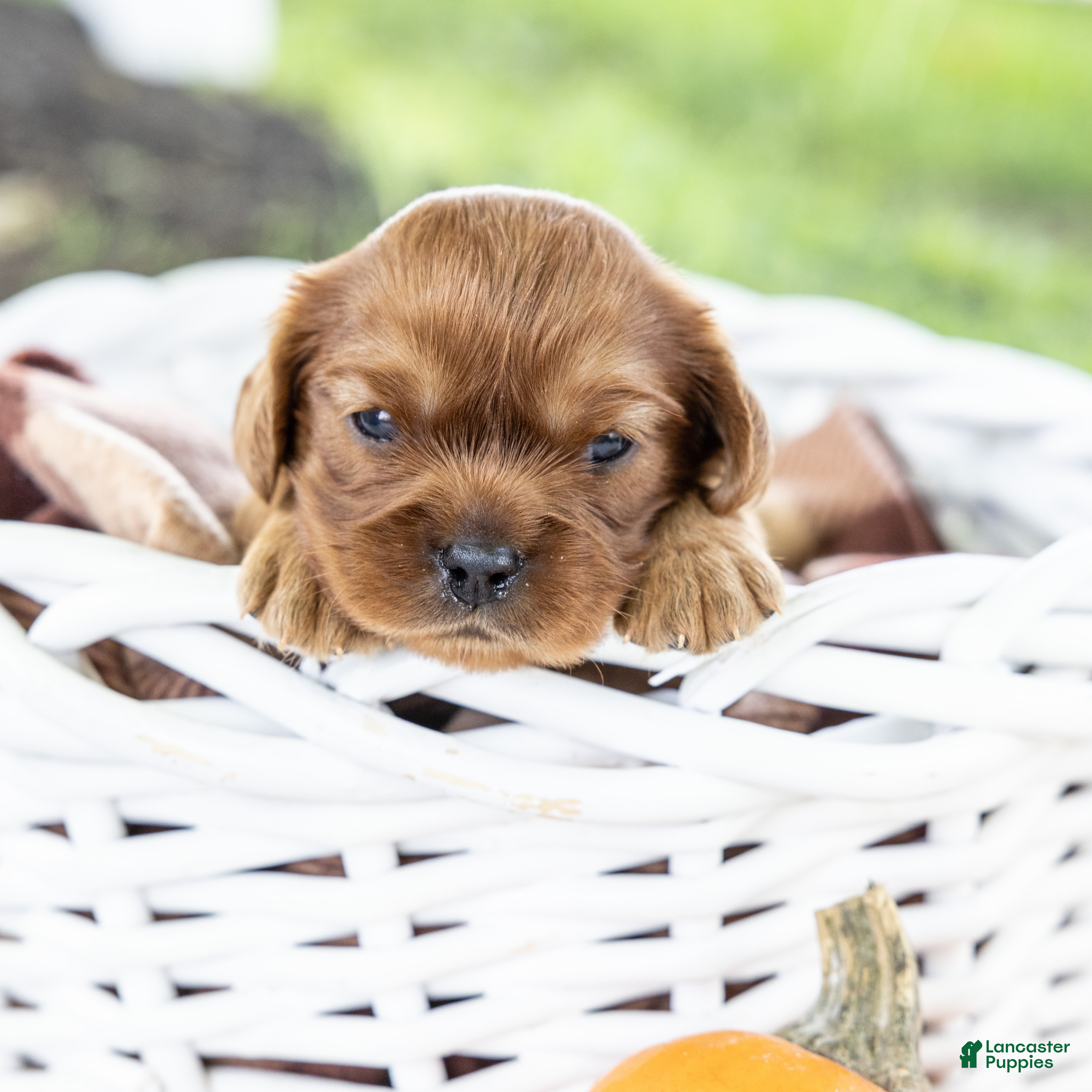 Cavalier King Charles Spaniel dogs Chai - Ad 2