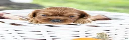 Cavalier King Charles Spaniel dogs for sale: Chai - Ad 2