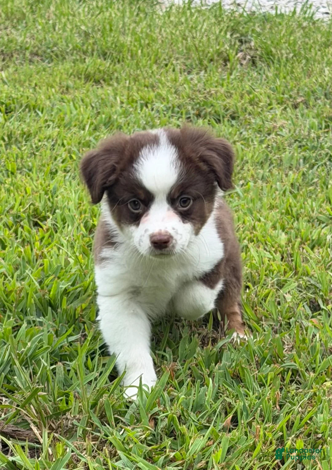 Miniature Australian Shepherd dogs for sale: Miniature Australian Shepherd 4 - Ad 2