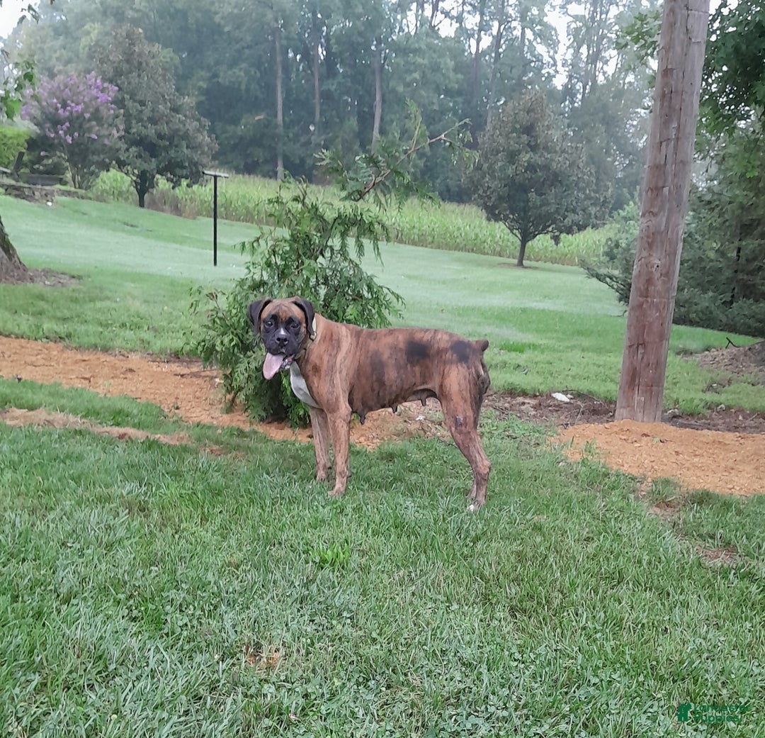 Boxer dogs for sale: Pluto - Ad 4