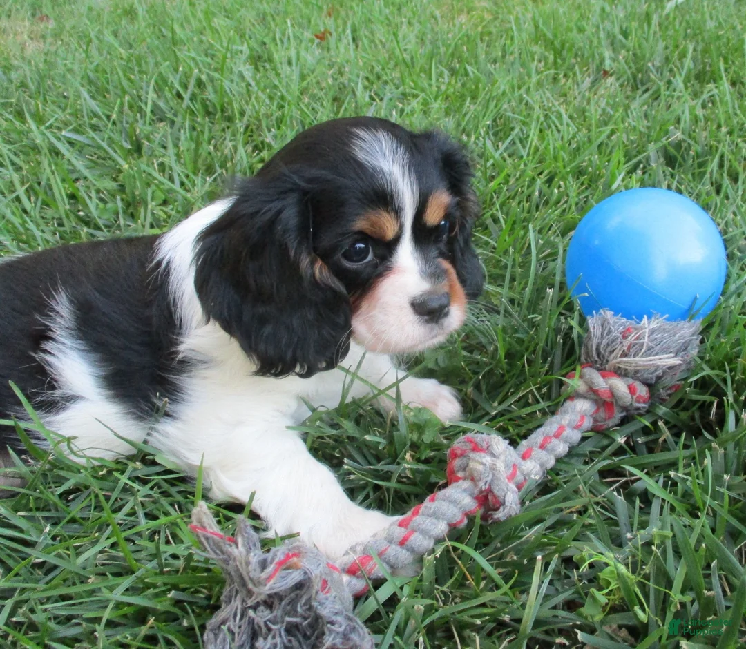 Cavalier King Charles Spaniel dogs for sale: Bella - Ad 1