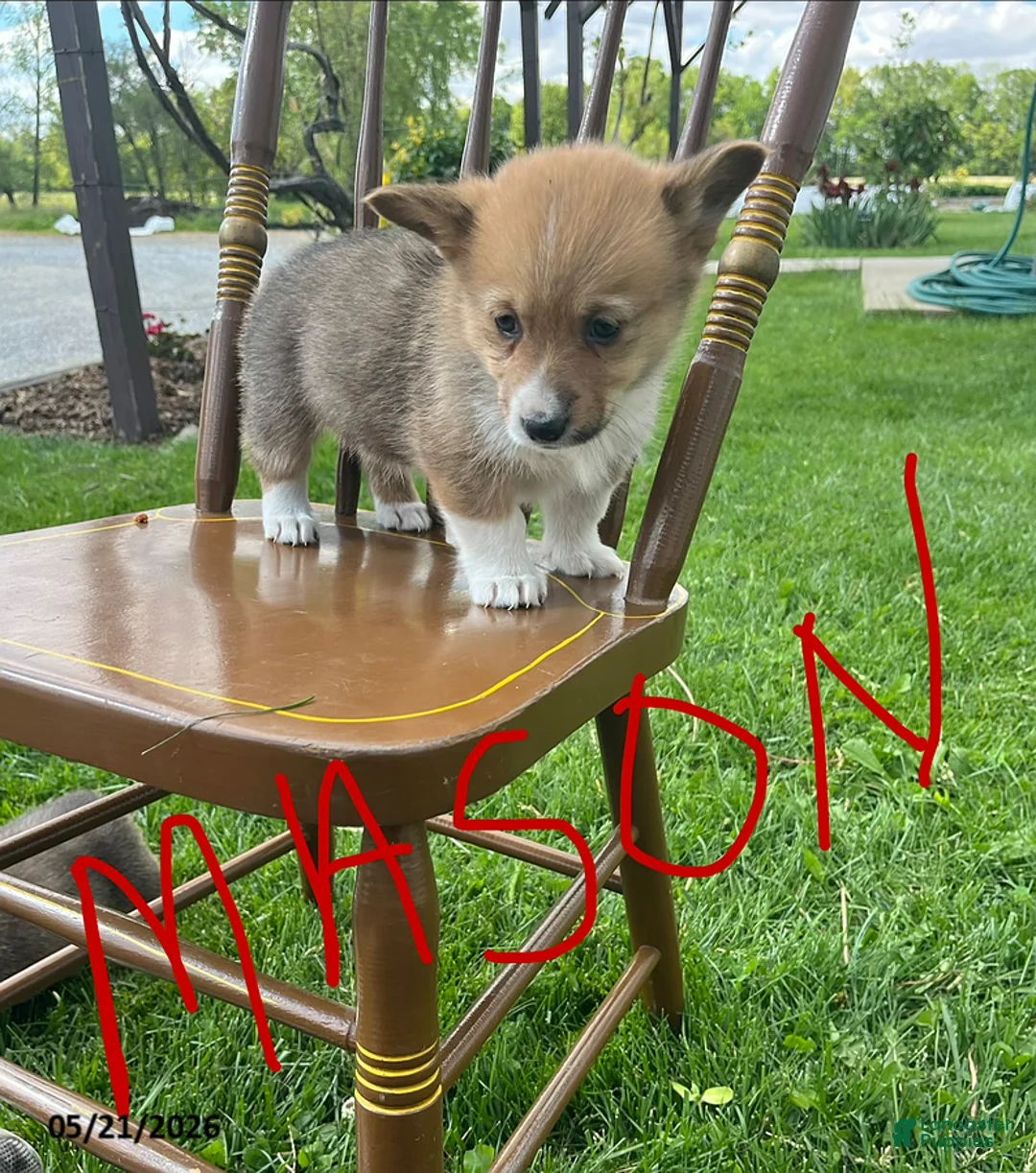 Welsh Corgi Pembroke dogs for sale: Mason - Ad 1