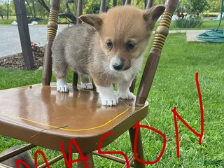 Welsh Corgi Pembroke dogs for sale: Mason - Ad 3