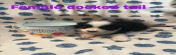 Mixed Breed dogs for sale: Daisy - Ad 2