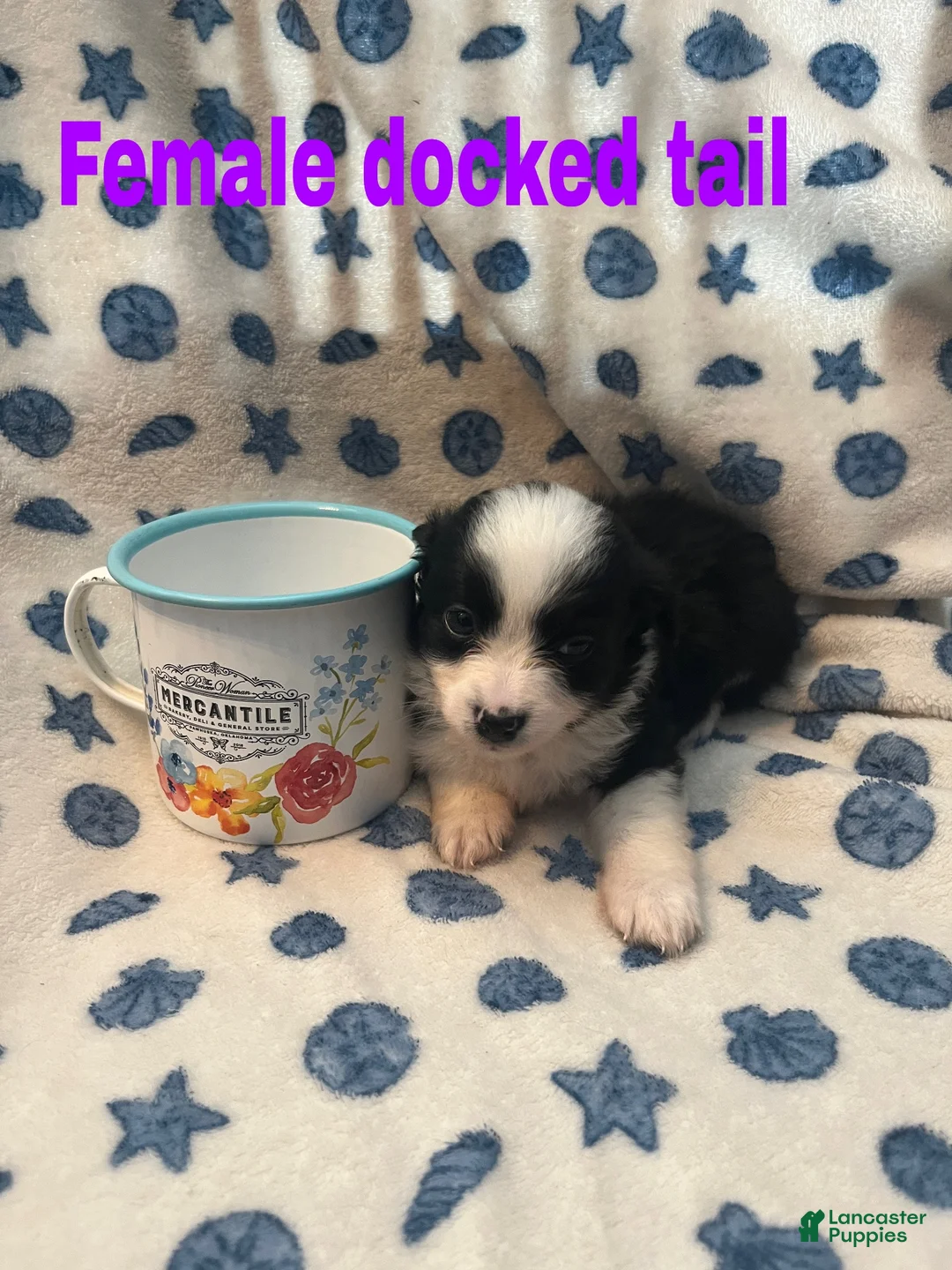 Mixed Breed dogs for sale: Daisy - Ad 2