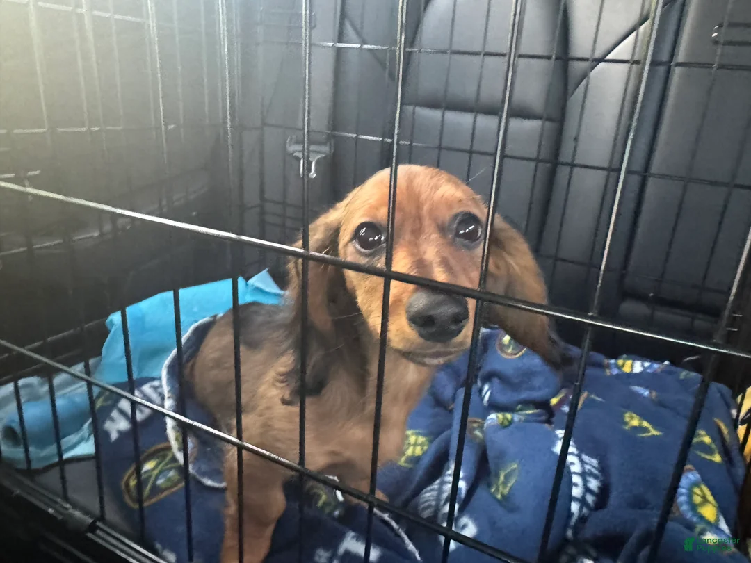 Dachshund dogs for sale: Dachshund Puppy 1 - Ad 2
