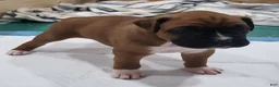Boxer dogs for sale: SCARLETT - Ad 4