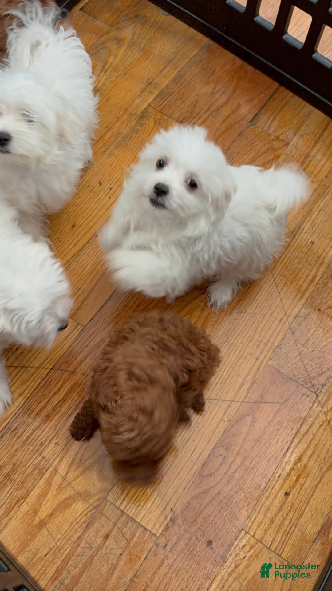 Maltese dogs for sale: Maltese Puppy 3 - Ad 1