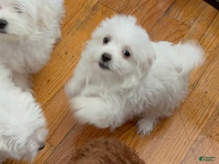 Maltese dogs Maltese Puppy 3 - Ad 4