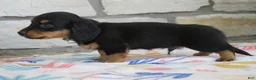 Miniature Dachshund dogs for sale: Asher - Ad 5