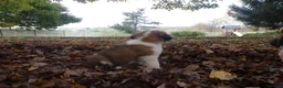 Saint Bernard dogs for sale: Belle - Ad 5