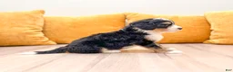 Mini Bernedoodle dogs for sale: Serena - Ad 3
