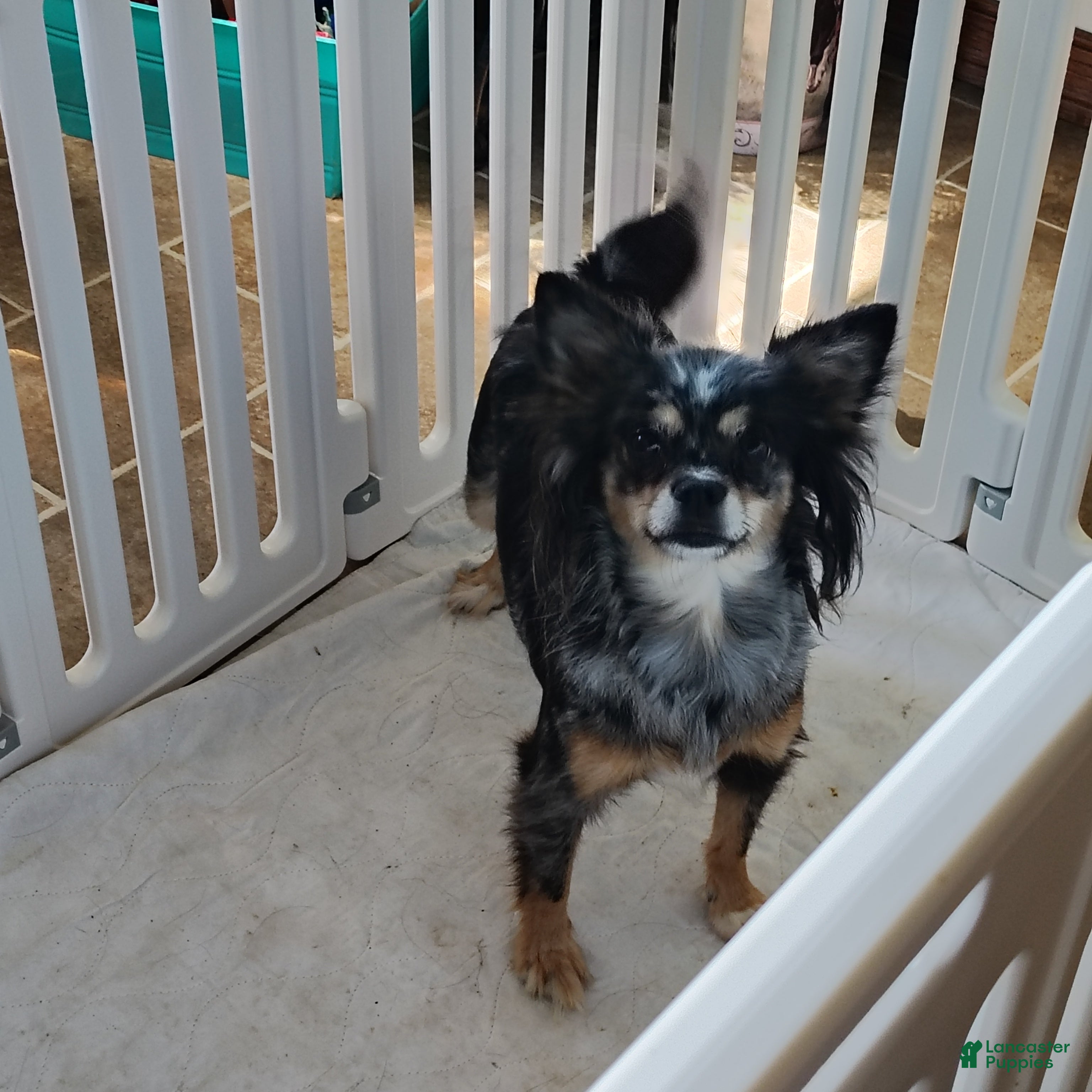 Pomchi dogs Adult/Bella - Ad 1