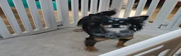 Pomchi dogs for sale: Adult/Bella - Ad 1