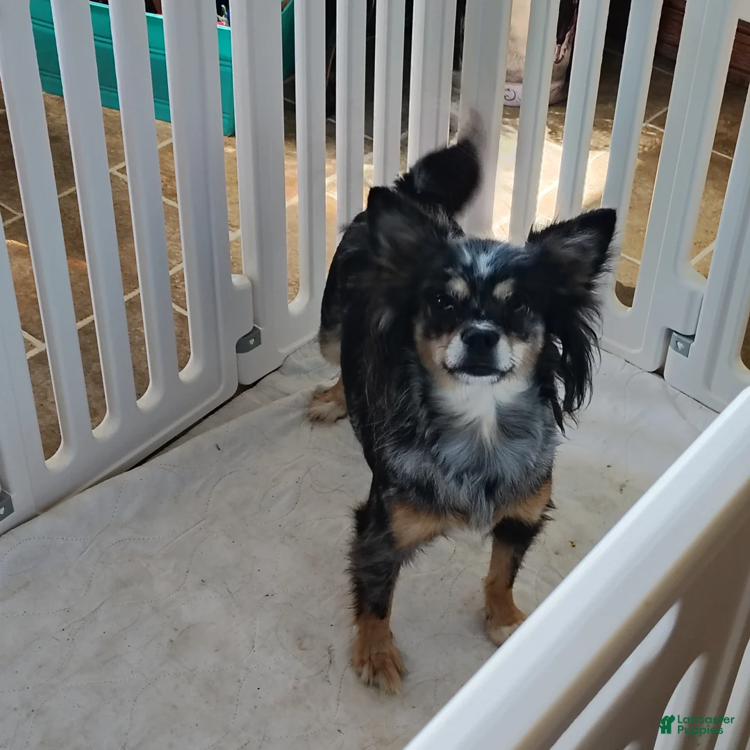 Pomchi dogs for sale: Adult/Bella - Ad 1