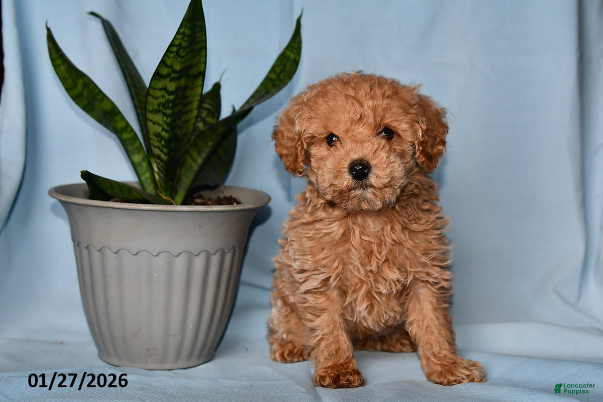Miniature Poodle dogs Jack  - Ad 8